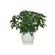 Potted Plant. You can place an order for any potted plant - choice is all yours.